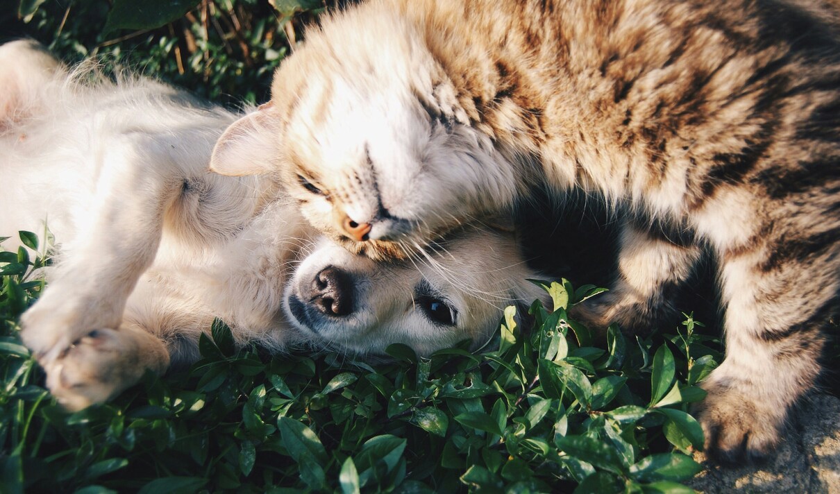 ¿Con qué sueñan los perros y los gatos? Esto responde Harvard frente a esta duda