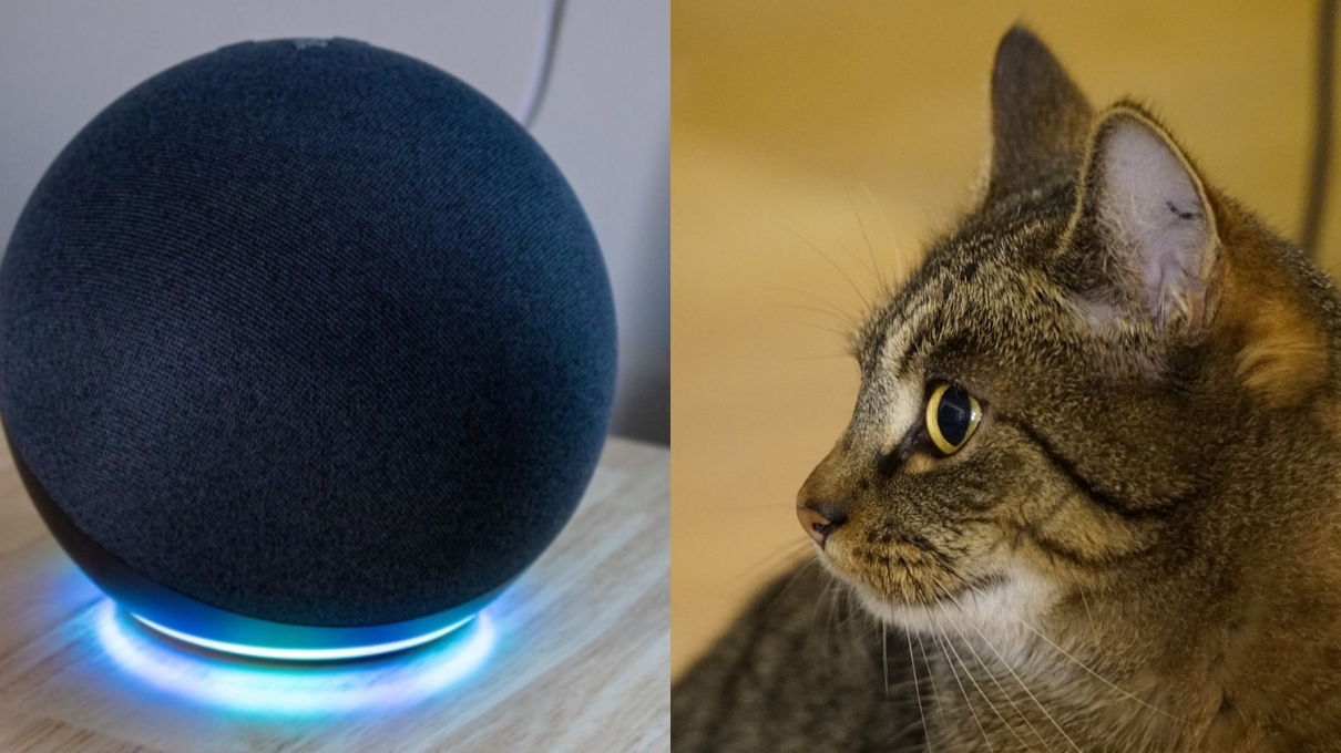 ¿No encuentra a su gato? No se preocupe: Alexa tiene un truco para ayudar a llamarlo. Descúbralo