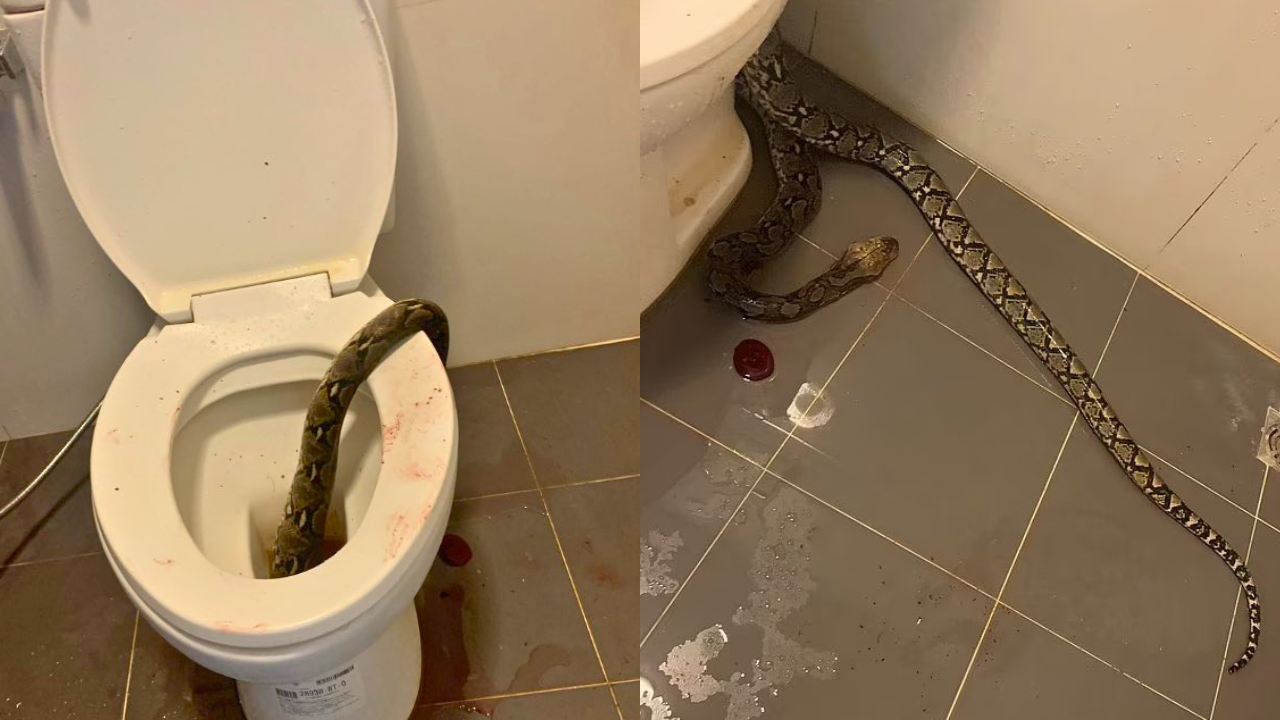 En video: ¡Qué susto! Hombre fue mordido en los testículos por una serpiente que salió del inodoro