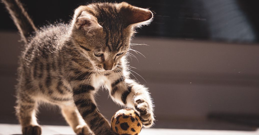 Día Internacional del Gato: consejos científicos para darles calidad de vida