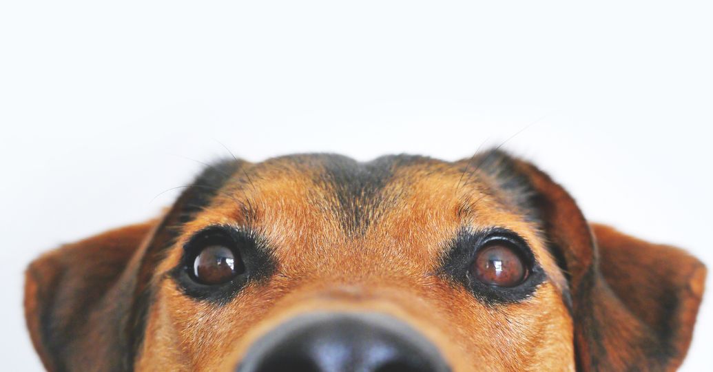 ¿Por qué a los perros les dicen 'firulais' y varios se llaman así?