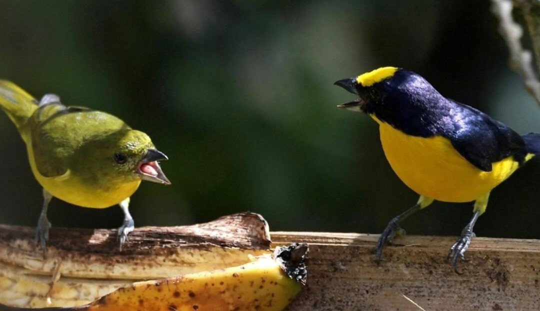 ¡Sublime! En la apertura de la COP16, el himno nacional fue cantado por más de 40 especies de pájaros 