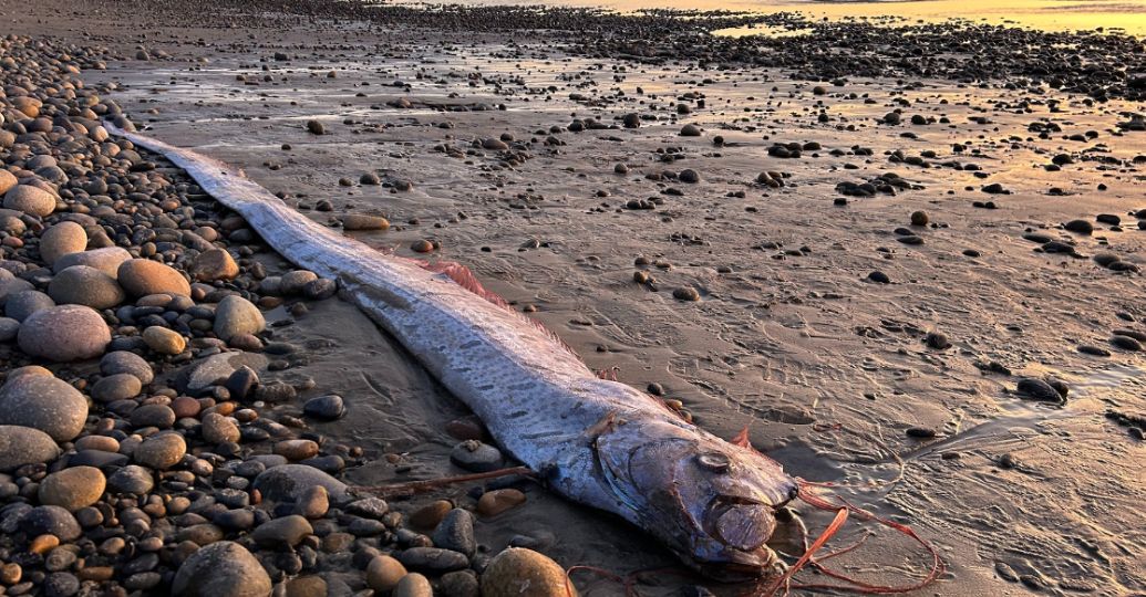Encuentran por segunda vez al 'Pez del Juicio Final': este sería su significado