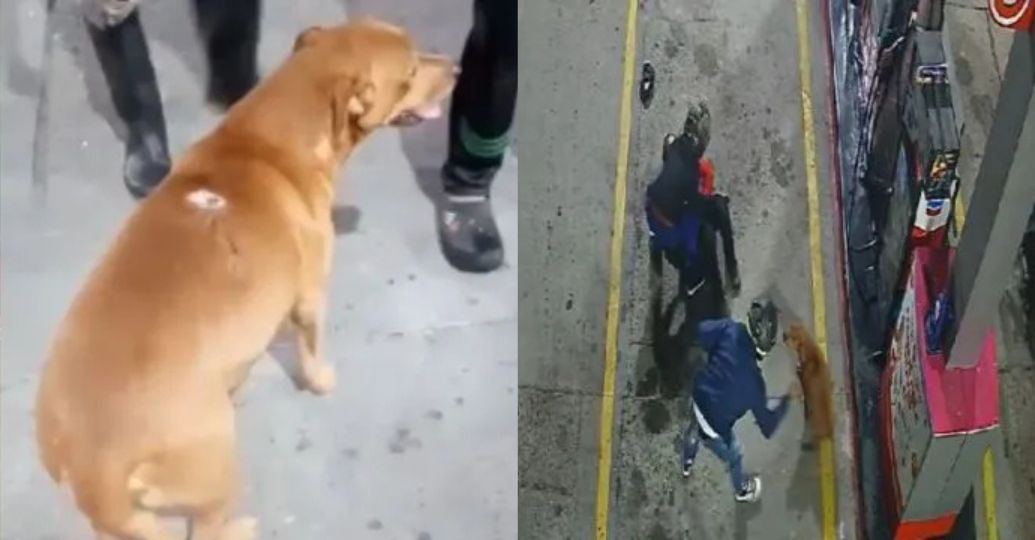 En video: perro callejero defendió de un atraco a trabajadora de una gasolinera
