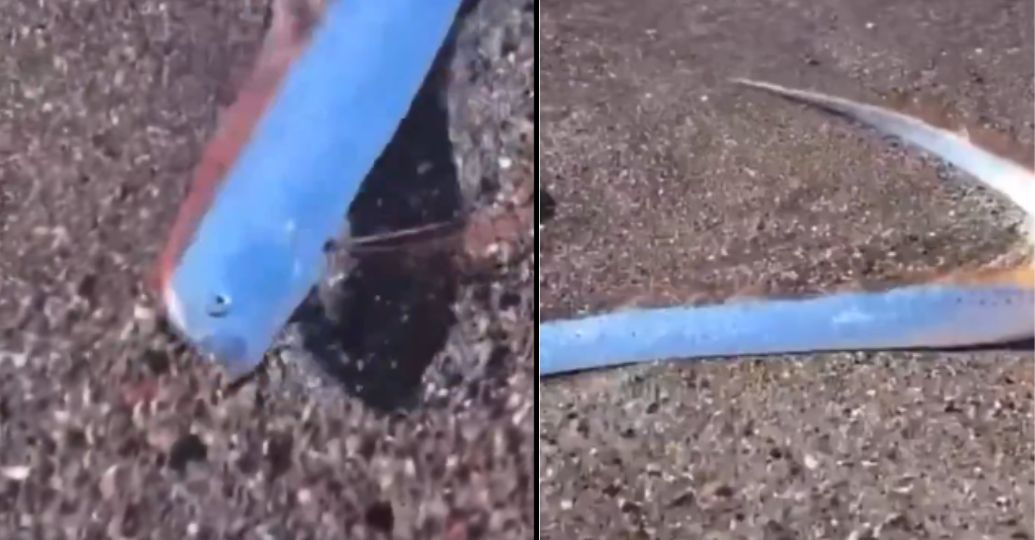 Pez remo fue visto en México: ¿por qué le dicen 'el pez del fin del mundo'