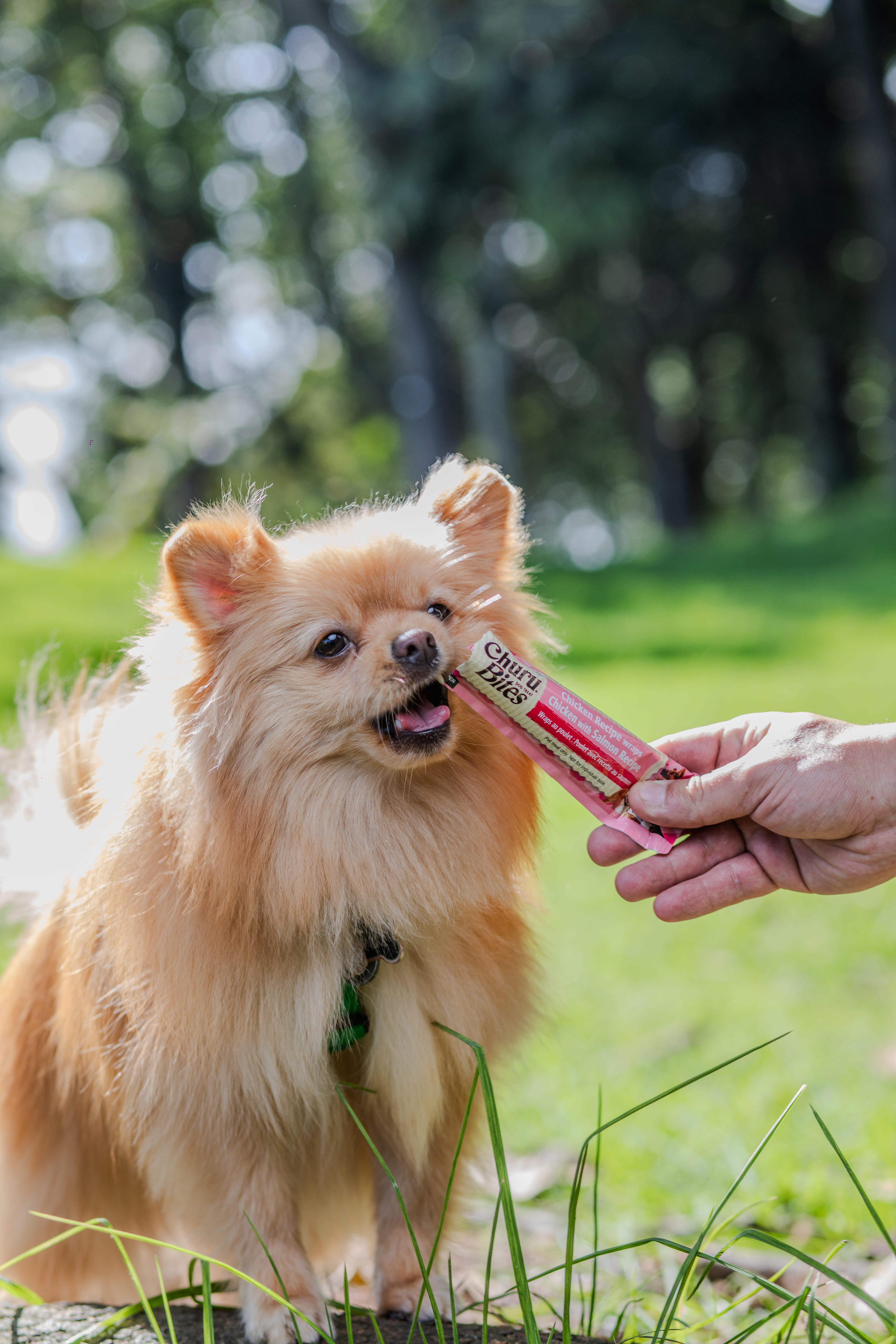 El secreto mejor guardado de los veterinarios para consentir (y cuidar) a las mascota
