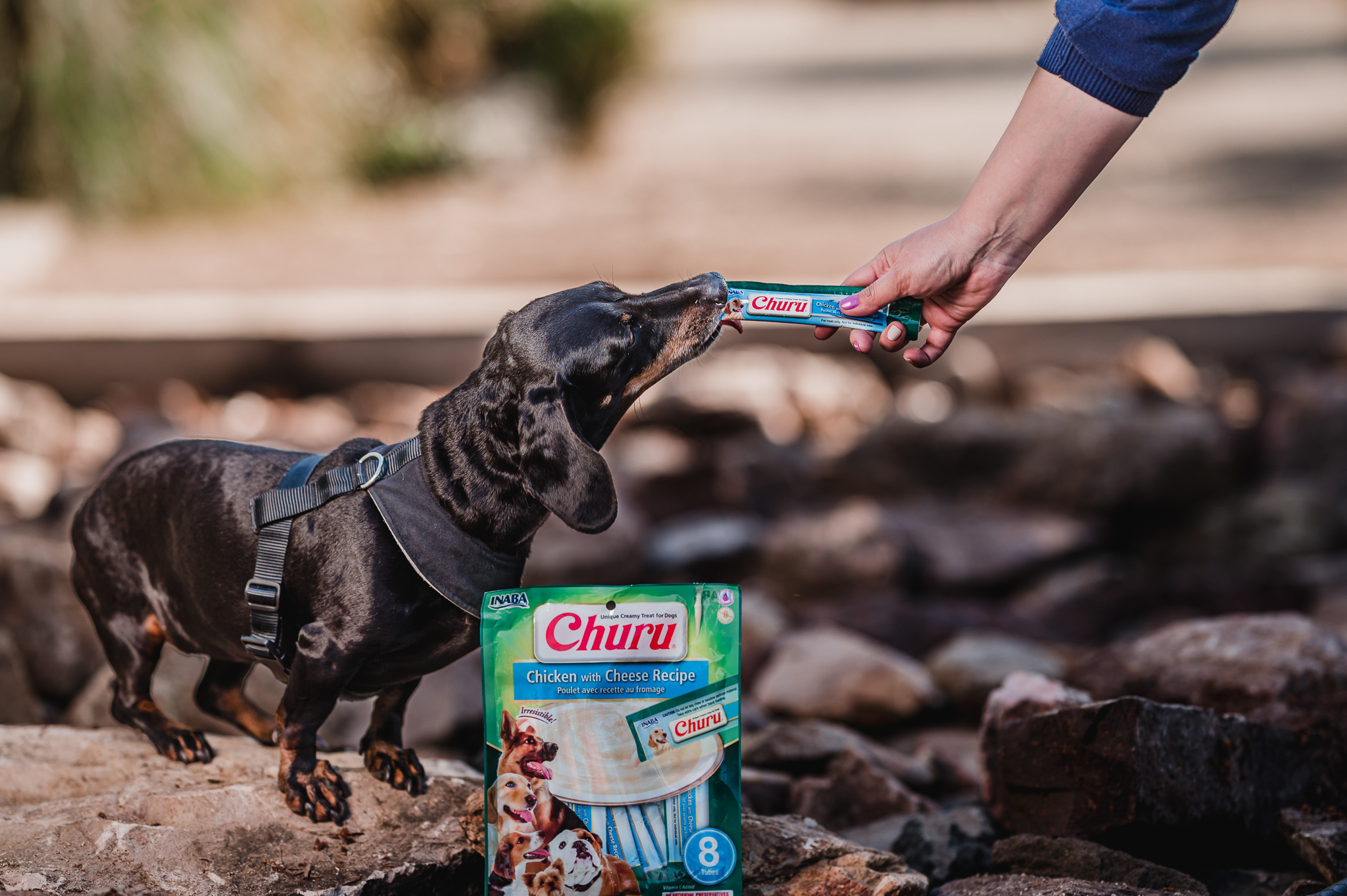 El secreto mejor guardado de los veterinarios para consentir (y cuidar) a las mascota