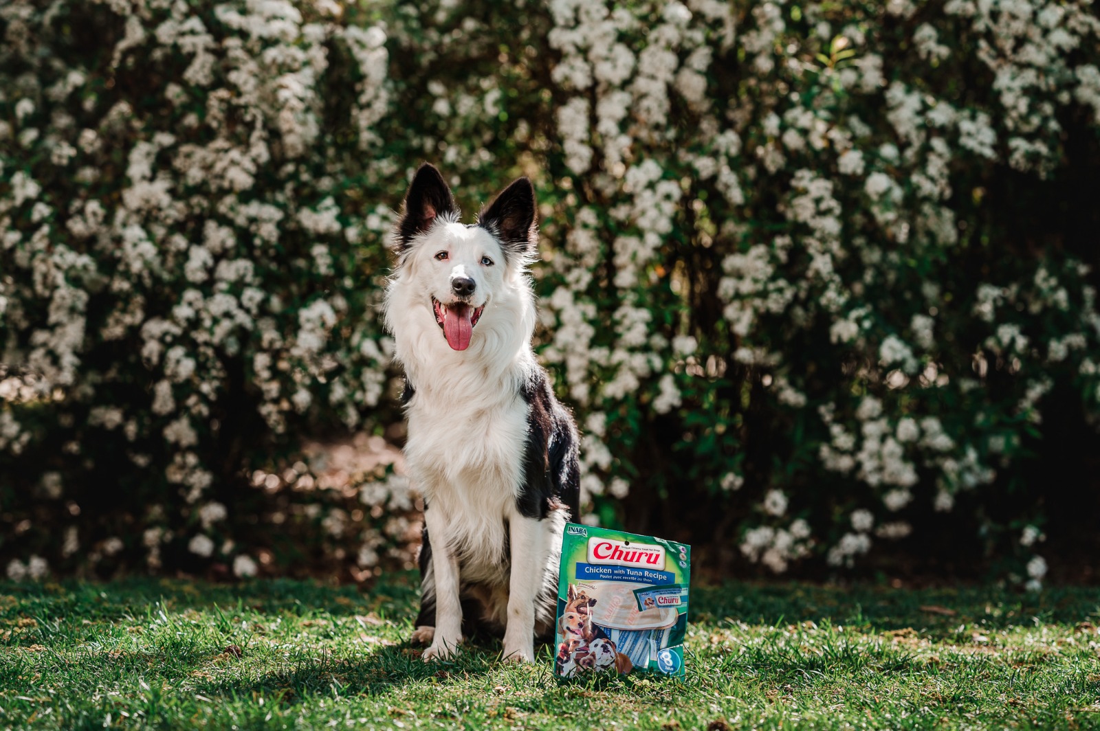El secreto mejor guardado de los veterinarios para consentir (y cuidar) a las mascota