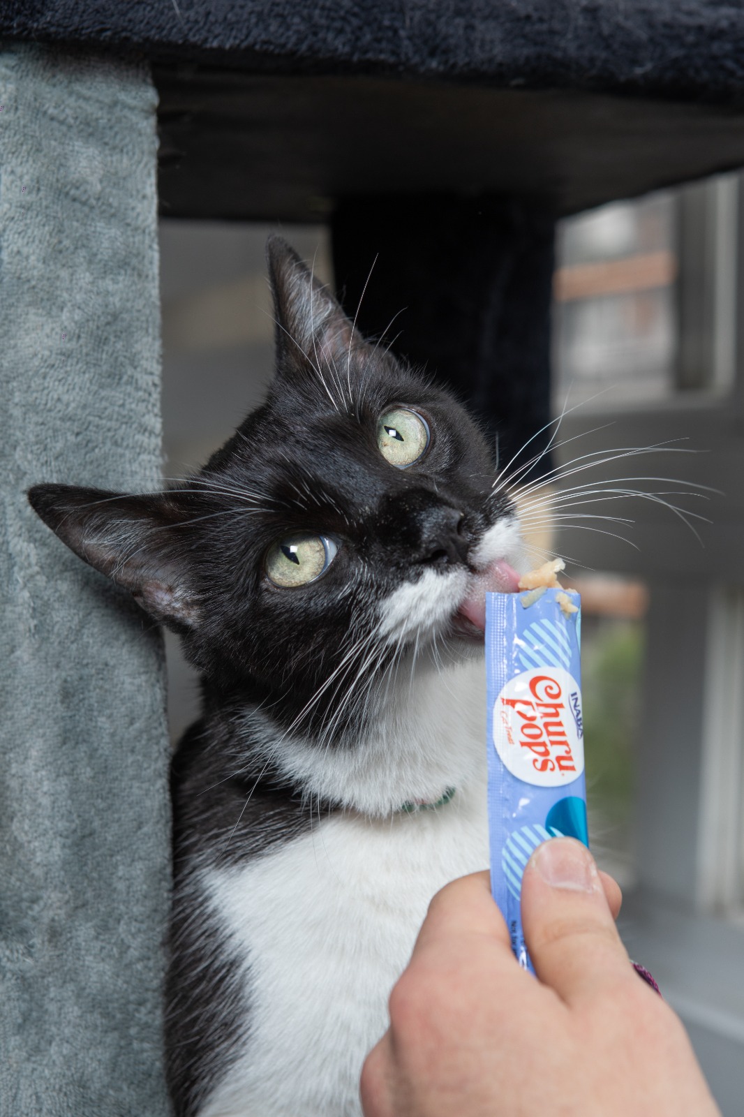El secreto mejor guardado de los veterinarios para consentir (y cuidar) a las mascota