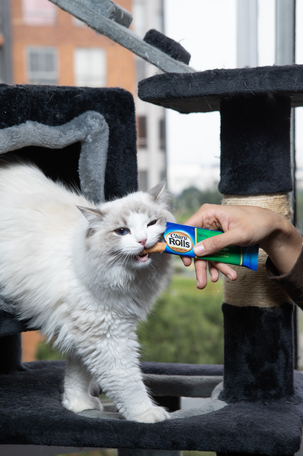 El secreto mejor guardado de los veterinarios para consentir (y cuidar) a las mascota