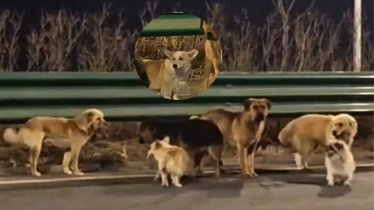 ¿Todo es falso? La verdadera historia detrás del video viral de perritos que “huyeron” en China 