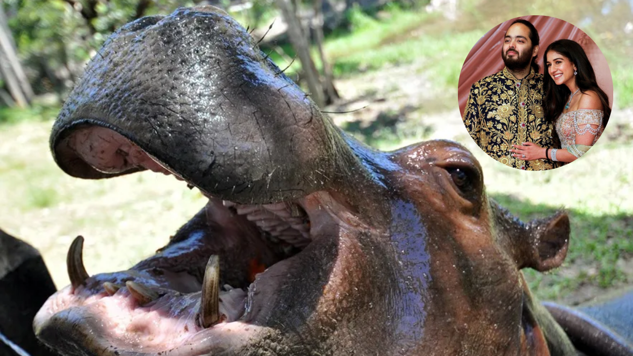 Así es el centro de conservación a donde el millonario indio propone llevar los hipopótamos de Colombia