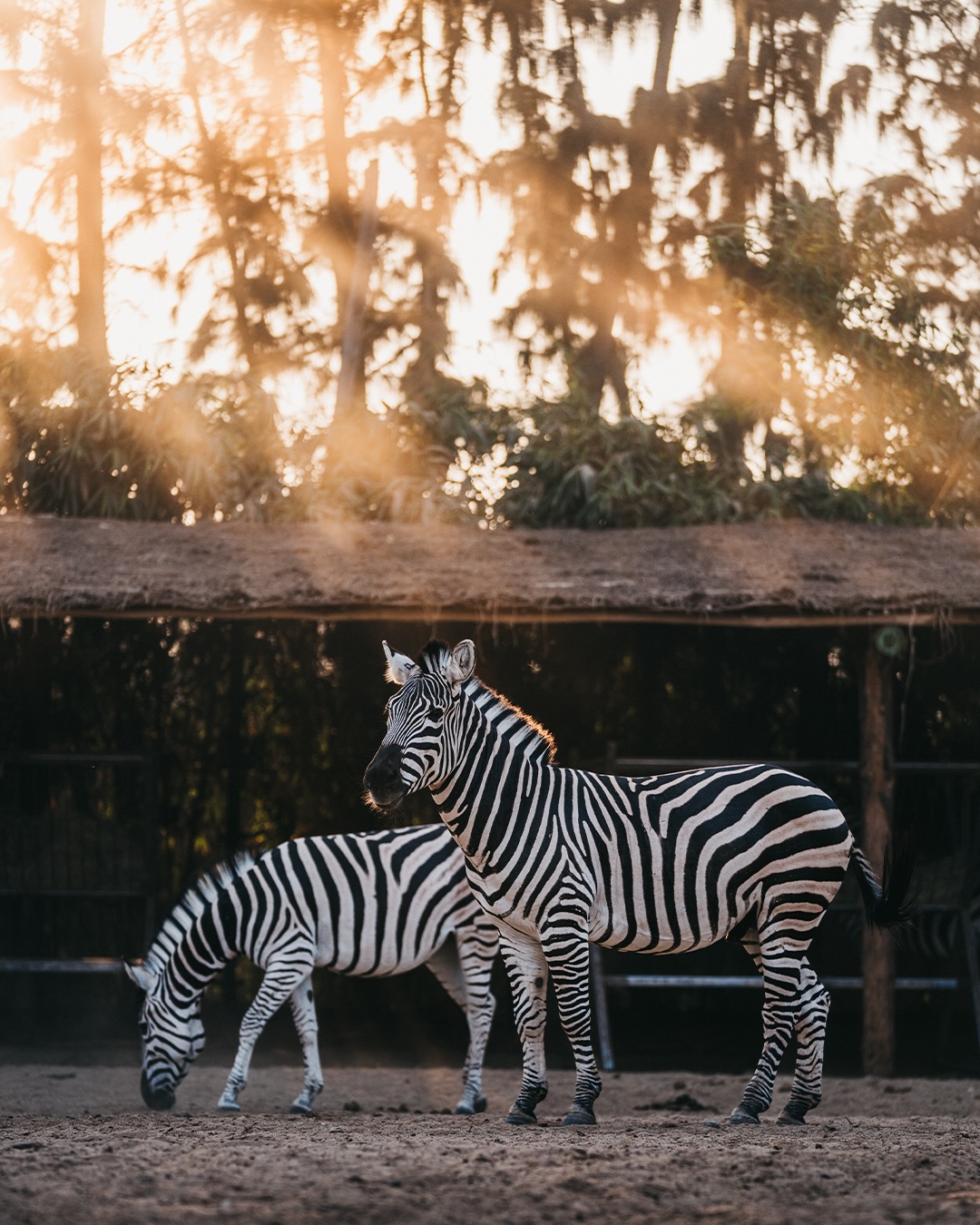 Así es el centro de conservación a donde el millonario indio propone llevar los hipopótamos de Colombia