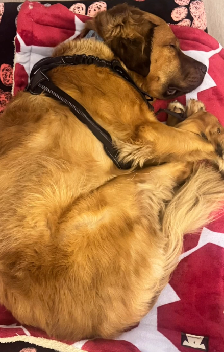 Diego Guauque confesó el inesperado rol de su perrito, Vito, durante su batalla contra el cáncer