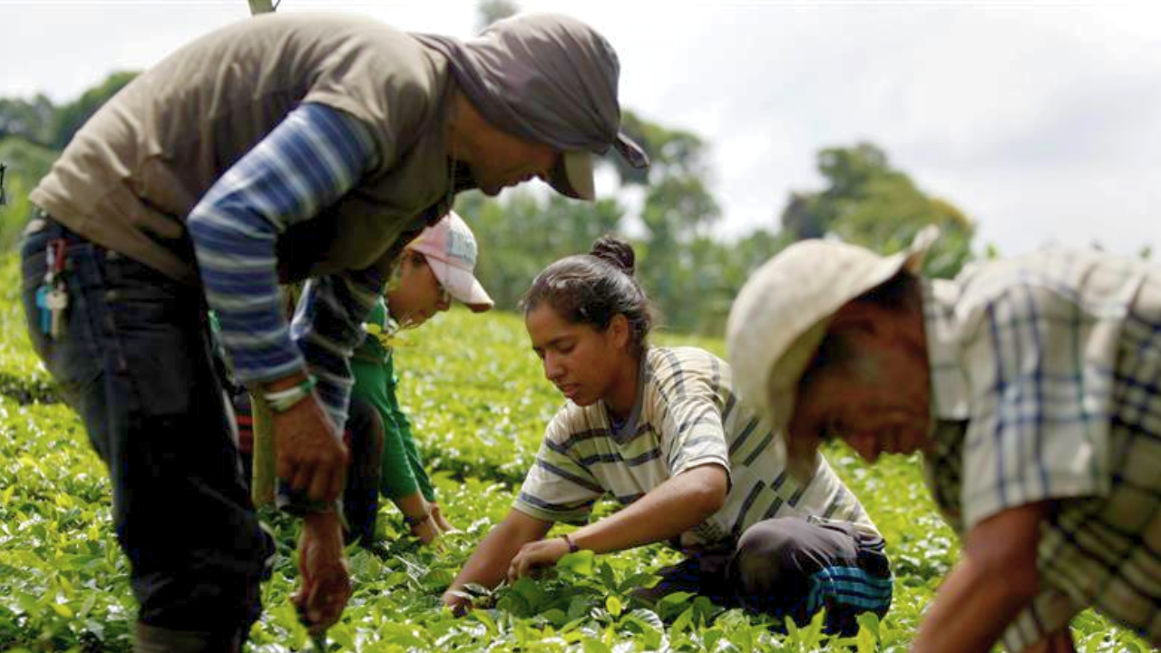 Trabajadores Colombia