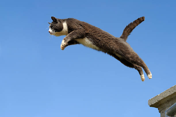 Mito o verdad: ¿Los gatos siempre caen de pie? Esto dice la ciencia al respecto