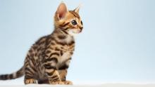 Las 5 razas de gatos más inteligentes