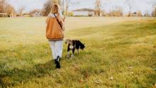 Una misteriosa enfermedad contagiosa está matando a los perros en Estados Unidos: esto se sabe