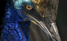 El ave más peligrosa del mundo sorprendió a visitantes de una playa de Australia