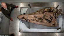 ¡Increíble! Científicos descubren el fósil de un temible dinosaurio en buen estado: aquí las fotos