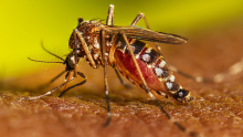 OMS eleva eleva a alto el riesgo de transmisión de dengue