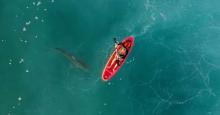 Turista en las Bahamas muere tras ataque de tiburón