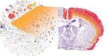 Publican mapa completo del cerebro de un ratón, es considerado un hito histórico
