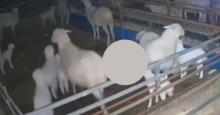 Así reaccionó un grupo de animales tras terremoto en China 