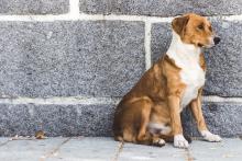 ¿Piensa regalar un perro en navidad? Piénselo dos veces: estos son los motivos, según expertos
