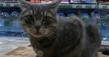 Gato fue "despedido" de su trabajo en supermercado y la comunidad pide su regreso