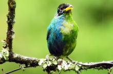 En Villamaría, Caldas, descubrieron un pájaro que es mitad macho y mitad hembra