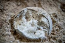En China hallaron tres fósiles de huevos de dinosaurio cristralizados: “son extremadamente raros”