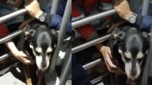 Perrita quedó atorada en torniquete de TransMilenio y gracias a ciudadano fue rescatada: ¿cómo lo logró?