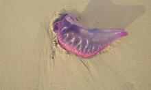 Alerta en playas colombianas por la presencia de peligroso animal: ¿de qué se trata?