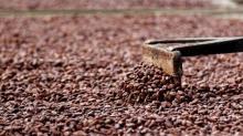 ¡Cacao colombiano fue galardonado como el mejor del mundo en concurso internacional!