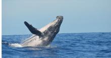 ¿Cómo las ballenas producen su canto?: Esto dice un estudio
