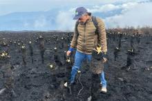 Buenas noticias: parte de los frailejones sobrevivieron a los incendios del páramo Berlin