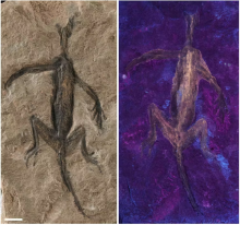 El fósil "mejor conservado" de un reptil resultó ser una pintura negra sobre huesos
