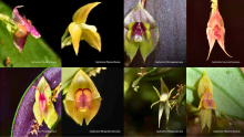 Científicos hallaron ocho nuevas especies de orquídeas en Cali: las bautizaron en honor a mujeres