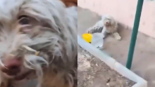 !Conmovedor! Mujer se reencontró con su perro y no aguantó las lágrimas de alegría