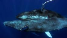Por primera vez captaron a dos ballenas jorobadas apareándose: resultaron ser machos