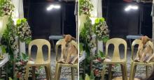 En video: perrita acompaña el velorio de su dueña y se queda dormida