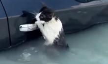 Rescataron a un gato que estaba a punto de ahogarse en medio de las inundaciones en Dubái: le contamos la historia
