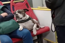 Pasajero sentó a su perro en asiento de TransMilenio y generó debate: dicen que fue “exagerado”