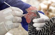 Se confirmó el primer contagiado de gripe aviar transmitida por vaca lechera: conozca los síntomas 
