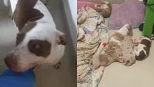 Un final feliz: una perra que era maltratada por una mujer en Jamundí fue rescatada con sus cachorros
