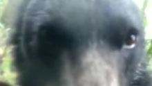 En video: ¡Curioso momento! Oso de anteojos se tomó una foto con una cámara trampa en Caquetá