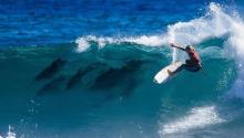 Surfista compartió una ola con delfines y ganó un campeonato mundial: aquí la historia