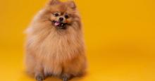 "El perrito de las famosas": ¿cuánto cuesta un Pomerania?