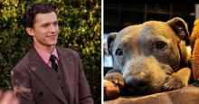 Conmovedor: con este mensaje Tom Holland se despidió de su perrita, Tessa